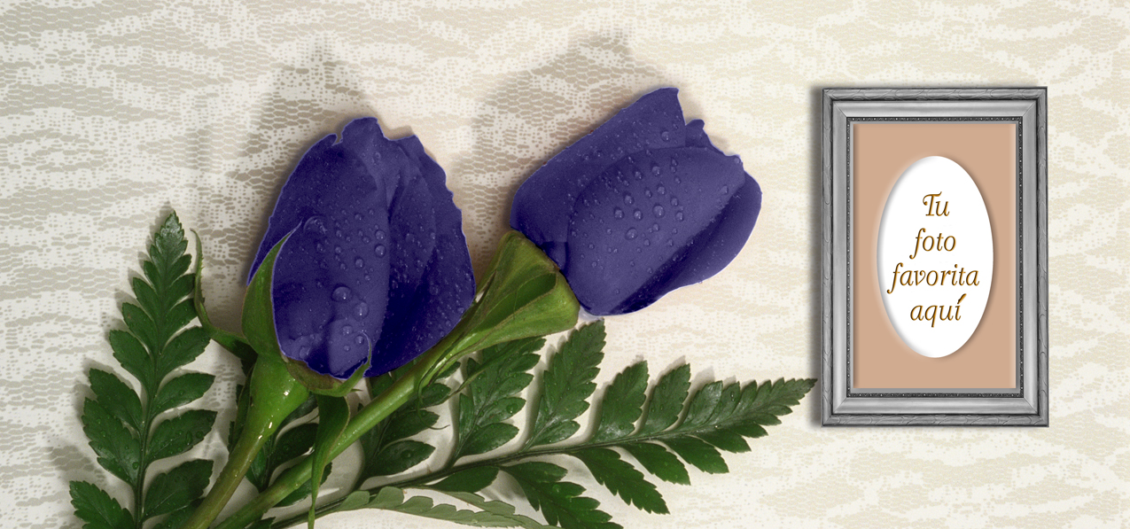 2 Roses Purple (Spanish)